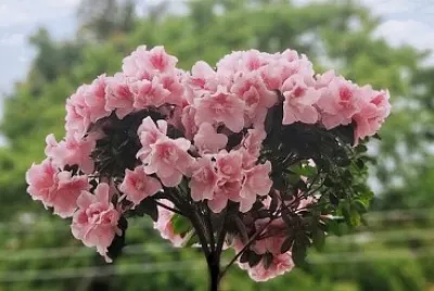 Azaleia