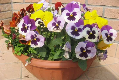 VIOLE
