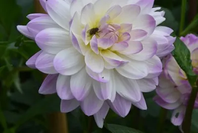 FIORE SFUMATO