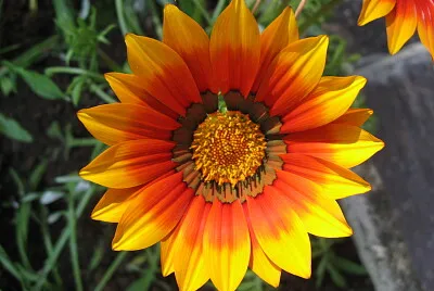 FIORE ARANCIO