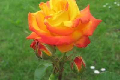 ROSA