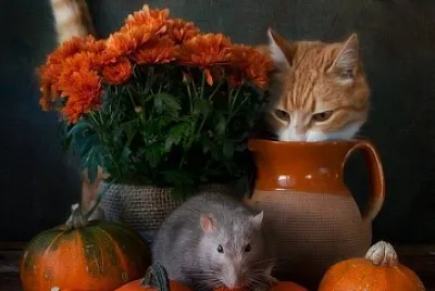 Gato e rato