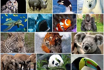 VARIOS ANIMALES jigsaw puzzle