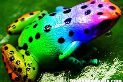 RANA COLORIDA jigsaw puzzle