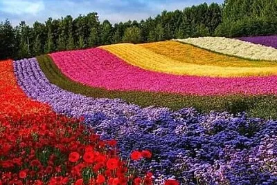 paisaje de flores coloridas
