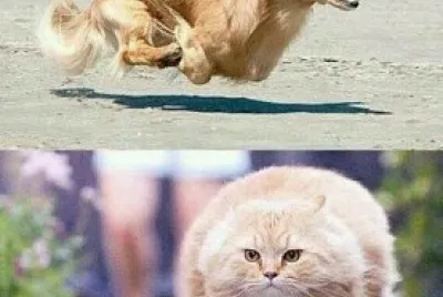 funny memes