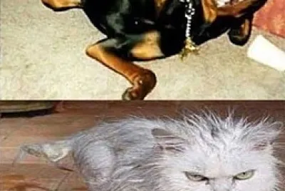 Funny animal memes