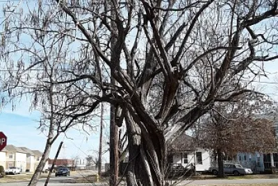 A tree in Fort Smith, AR