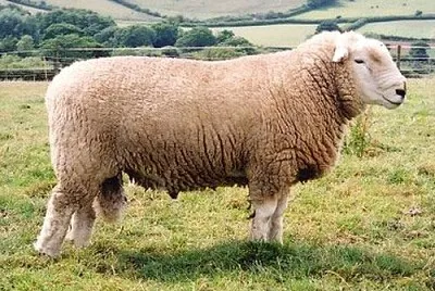 Devon closewool