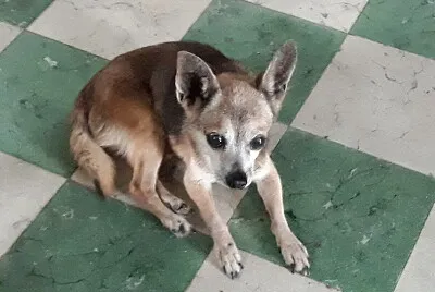 El tio Max en sus 15 años jigsaw puzzle