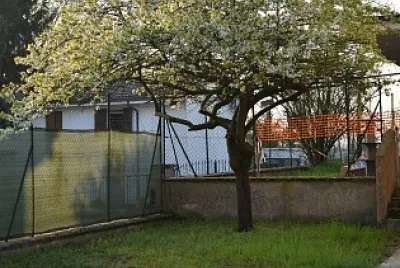 ALBERO PRIMAVERA