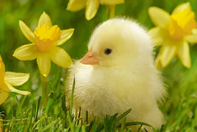 Easter chick