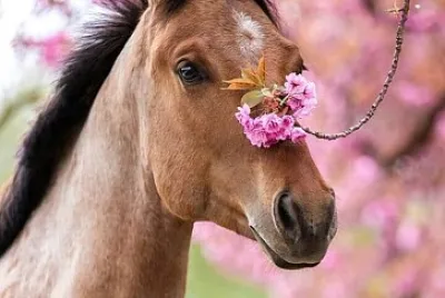 Cavalo