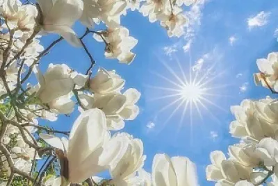 Flores brancas