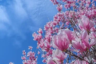 Flores cor de rosa