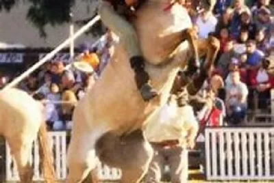 Gaucho en Doma