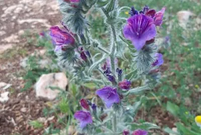 פאזל לנויה
