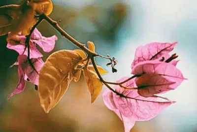 Galho em flor