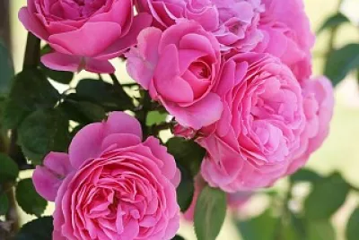 Rosas
