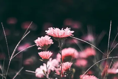 pink blur