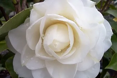 Camelia
