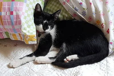 Baby Amora