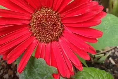GÉRBERA ROSA
