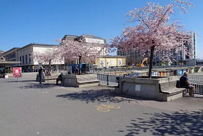 Neuchatel cerisier du Japon