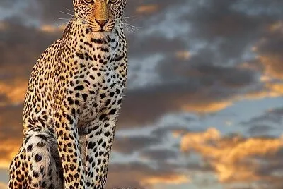 Grande felino