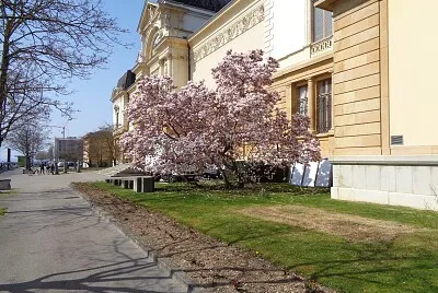 Neuchâtel magnolia MAH