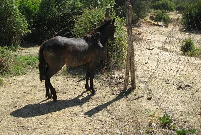 caballo