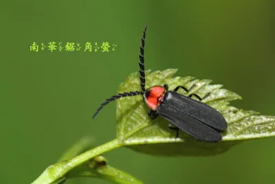 南華鋸角螢
