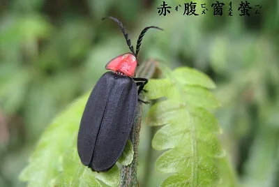 赤腹窗螢