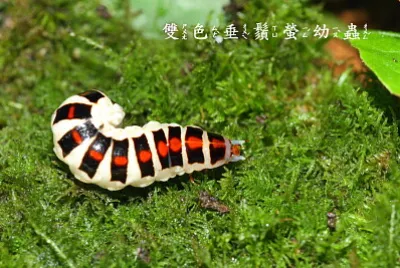 雙色垂鬚螢幼蟲