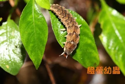 橙螢幼蟲