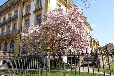 Neuchâtel Magnolia BCN