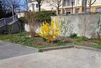 Neuchâtel forsythia Port