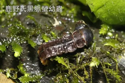 鹿野氏黑脈螢幼蟲捕食小螺 jigsaw puzzle