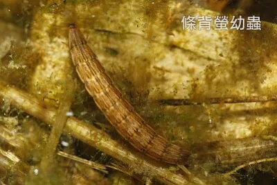條背螢幼蟲