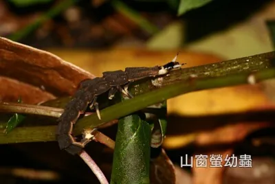 山窗螢幼蟲