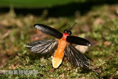 紅胸黑翅螢展翅