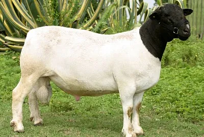 Pecoraa blackead persian