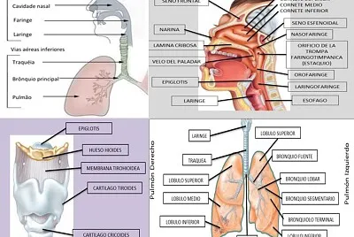 SISTEMA RESPIRATORIO jigsaw puzzle