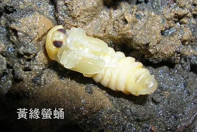 黃緣螢蛹特寫