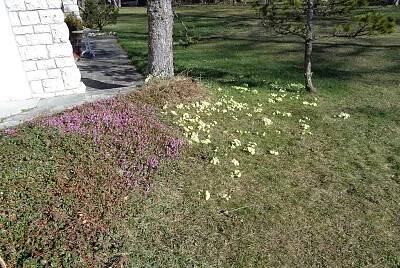 Chaumont primeveires et bruyère