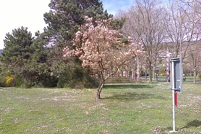 Auvernier magnolia
