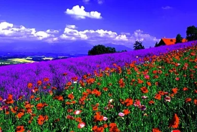 PRIMAVERA FLORIDA jigsaw puzzle