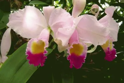 Flores de mi pueblo