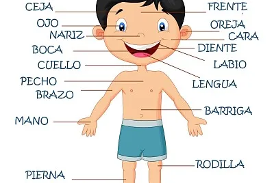 EL CUERPO HUMANO