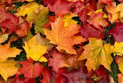 HOJAS SECAS DE OTOÑO jigsaw puzzle